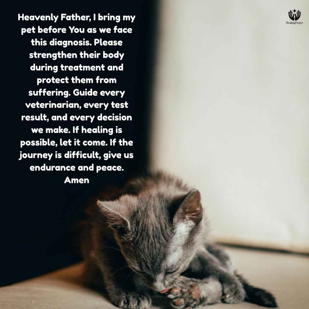 Catholic Prayer for Sick Pet with Cancer