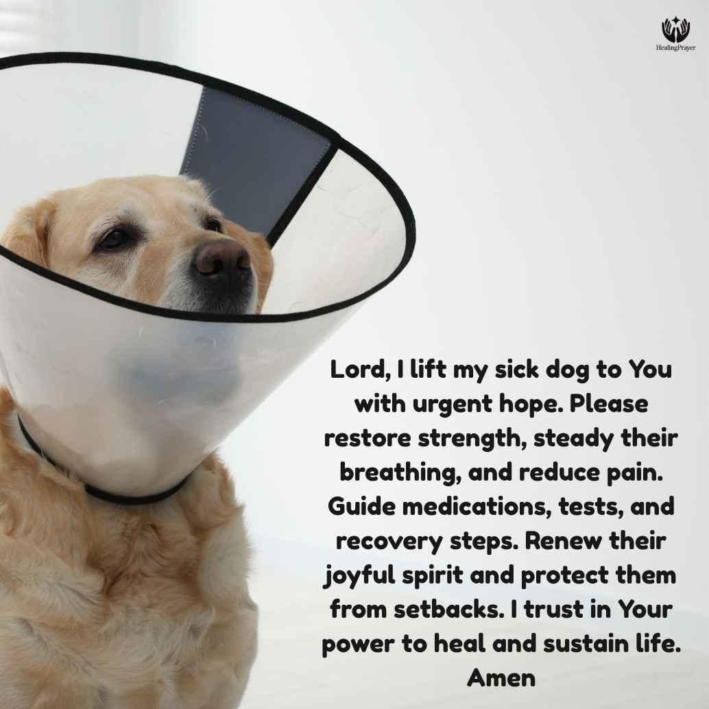 Miracle Prayer for Sick Dog