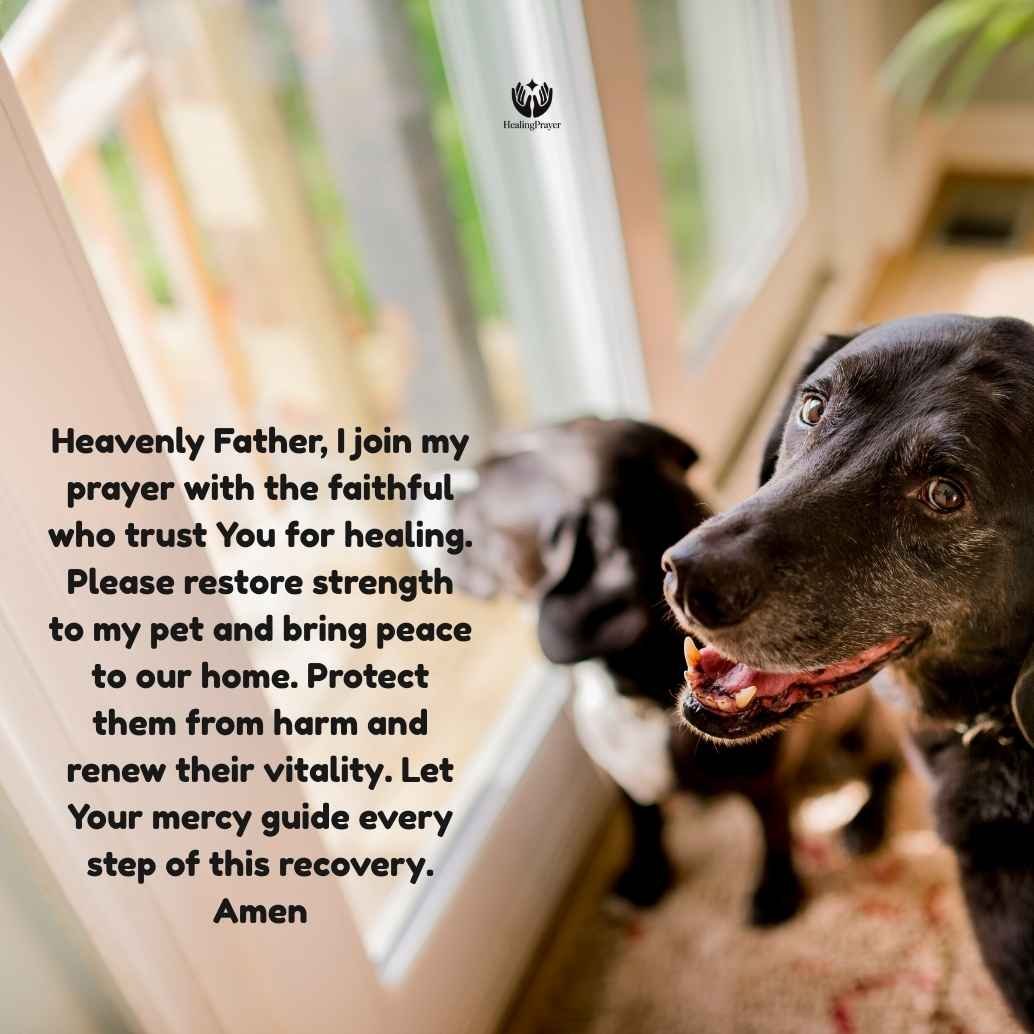 Popular Catholic Prayers for Sick Pets