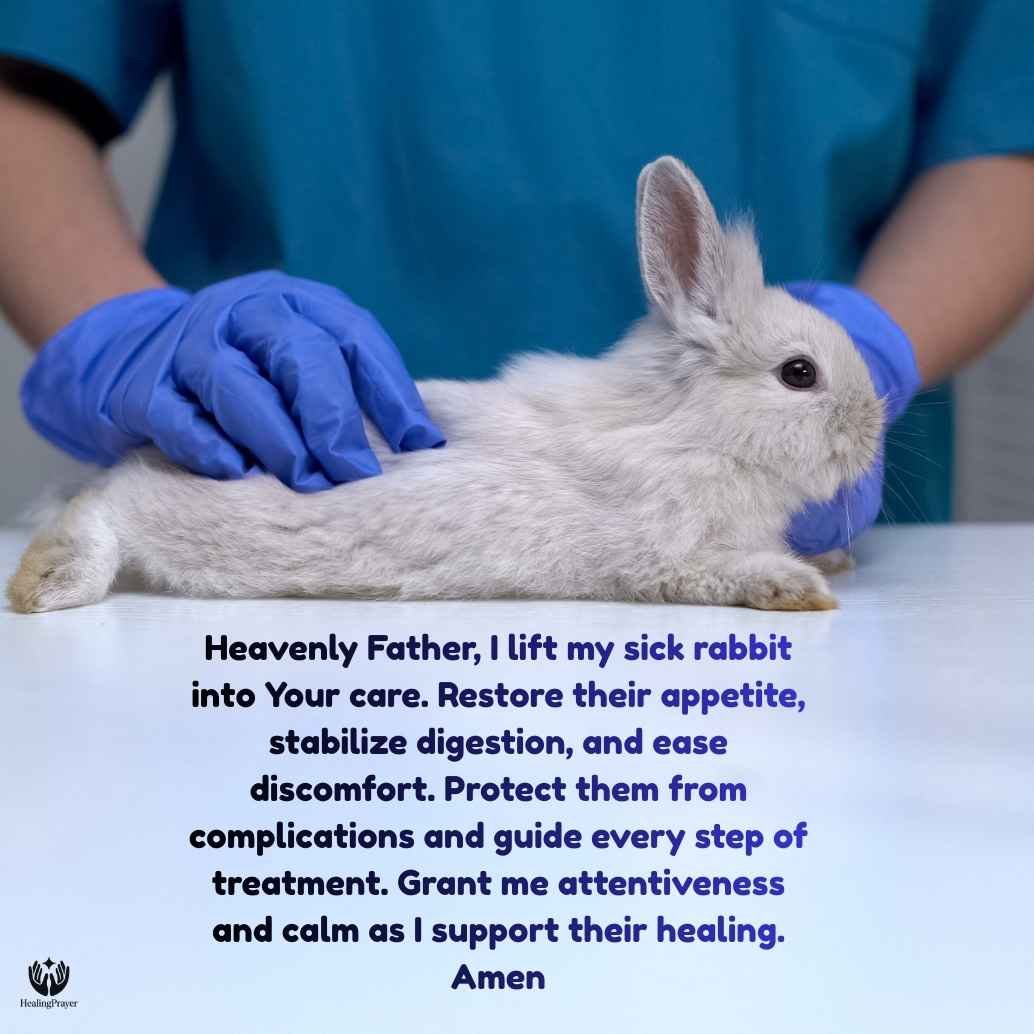 Prayer for Sick Rabbits